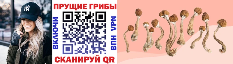 Галлюциногенные грибы мицелий  где купить наркотик  Красный Кут 